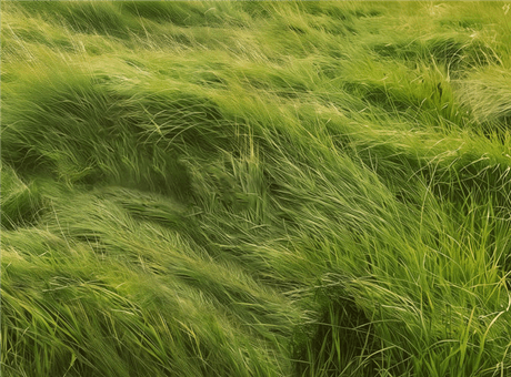 Grass