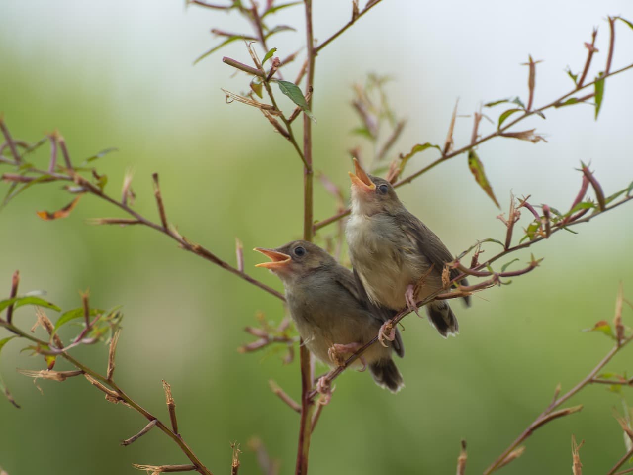 Stream of Consciousness of Singing Birds